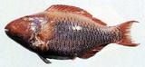 中文名:青鸚哥魚