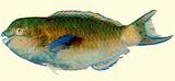 中文名:橫紋鸚哥魚