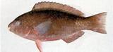 中文名:蟲紋鸚哥魚