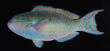 中文名:藍臀鸚哥魚