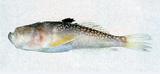 中文名:日本瞻星魚