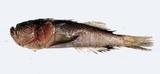 中文名:寡鱗瞻星魚