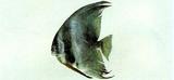 中文名:尖翅燕魚