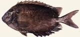 中文名:斑籃子魚
