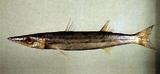 中文名:黃尾金梭魚