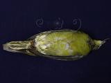 中文名：紅頭綠鳩英文名：Formosan Green Pigeon學名：Treron formosae