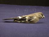 中文名：褐鷽英文名：Brown Bullfinch學名：Pyrrhula nipalensis