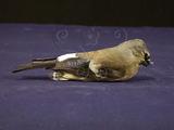 中文名：灰鷽英文名：Beavan s Bullfinch學名：Pyrrhula erythaca
