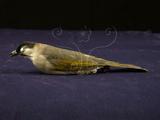 中文名：烏頭翁英文名：Formosan Bulbul學名：Pycnonotus taivanus