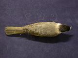 中文名：烏頭翁英文名：Formosan Bulbul學名：Pycnonotus taivanus