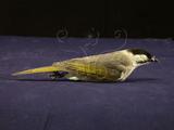 中文名：烏頭翁英文名：Formosan Bulbul學名：Pycnonotus taivanus