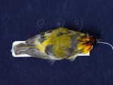 中文名：火冠戴菊鳥英文名：Taiwan Firecrest學名：Regulus goodfellowi