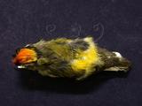 中文名：火冠戴菊鳥英文名：Taiwan Firecrest學名：Regulus goodfellowi