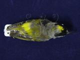 中文名：火冠戴菊鳥英文名：Taiwan Firecrest學名：Regulus goodfellowi