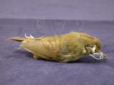 中文名：深山鶯英文名：Verreaux s Bush Warbler學名：Cettia robustipes