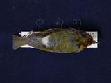 中文名：棕面鶯英文名：White-throated Flycatcher Warbler學名：Abroscopus albogularis