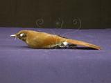 中文名：竹鳥英文名：Rufous Laughing Thrush學名：Garrulax poecilorhynchus