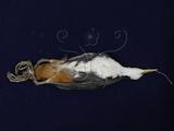 中文名：白腹秧雞中文別名：白胸秧雞,苦惡鳥,田雞英文名：White-breasted Water Hen學名： i Amaurornis phoenicurus /i 