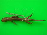 中文名：阿里山山椒魚中文別名：台灣小鯢英文名：Alisan s salamander學名：Hynobius arisanensis Maki 1922