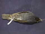 中文名：白尾鴝英文名：White-tailed Blue Robin學名： i Cinclidium leucura montium /i 