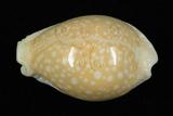 中文名：初雪寶螺學名：Cypraea miliaris Gmelin, 1791