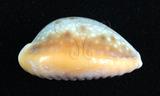 中文名：紅花寶螺學名：Cypraea helvola Linnaeus, 1758