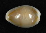 中文名：金環寶螺學名：Cypraea annulus Linnaeus, 1758