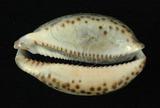 中文名：阿拉伯寶螺學名：Cypraea arabica Linnaeus, 1758