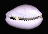 中文名：紫花寶螺學名：Cypraea poraria Linnaeus, 1758