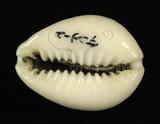 中文名：金環寶螺學名：Cypraea annulus Linnaeus, 1758