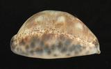 中文名：阿拉伯寶螺學名：Cypraea arabica Linnaeus, 1758