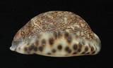 中文名：阿拉伯寶螺學名：Cypraea arabica Linnaeus, 1758