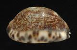 中文名：阿拉伯寶螺學名：Cypraea arabica Linnaeus, 1758