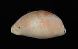 中文名：紫口寶螺學名：Cypraea carneola Linnaeus, 1758