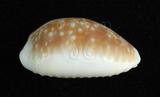 中文名：紅花寶螺學名：Cypraea helvola Linnaeus, 1758