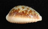 中文名：紅花寶螺學名：Cypraea helvola Linnaeus, 1758