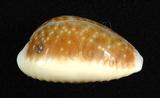 中文名：紅花寶螺學名：Cypraea helvola Linnaeus, 1758