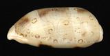 中文名：百眼寶螺學名：Cypraea argus Linnaeus, 1758