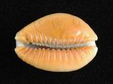 中文名：紅花寶螺學名：Cypraea helvola Linnaeus, 1758