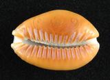 中文名：紅花寶螺學名：Cypraea helvola Linnaeus, 1758