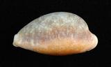 中文名：紅花寶螺學名：Cypraea helvola Linnaeus, 1758