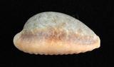 中文名：紅花寶螺學名：Cypraea helvola Linnaeus, 1758