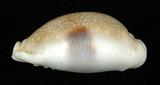 中文名：腰斑寶螺學名：Cypraea erosa Linnaeus, 1758