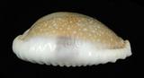 中文名：腰斑寶螺學名：Cypraea erosa Linnaeus, 1758