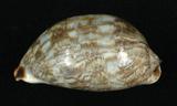 中文名：阿拉伯寶螺學名：Cypraea arabica Linnaeus, 1758