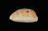 中文名：紫口寶螺學名：Cypraea carneola Linnaeus, 1758