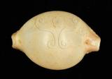 中文名：繡珠寶螺學名：Cypraea cicercula Linnaeus, 1758