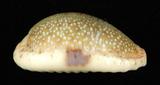 中文名：腰斑寶螺學名：Cypraea erosa Linnaeus, 1758