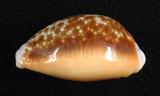 中文名：紅花寶螺學名：Cypraea helvola Linnaeus, 1758