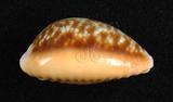 中文名：紅花寶螺學名：Cypraea helvola Linnaeus, 1758